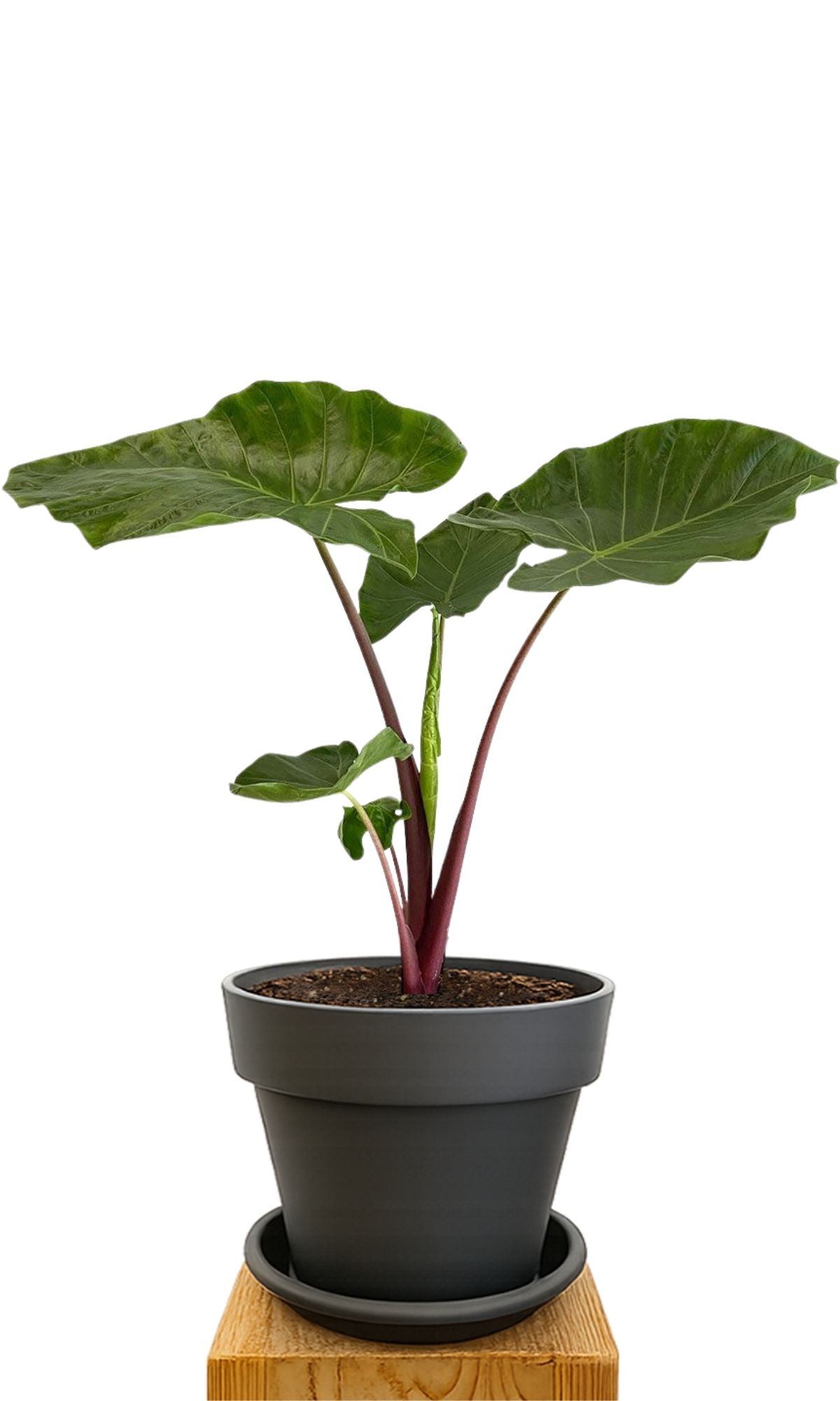 Plant kit 30 Anthracite